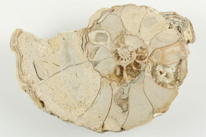 Cut/Polished Calycoceras Ammonite (Half) - Texas #198207